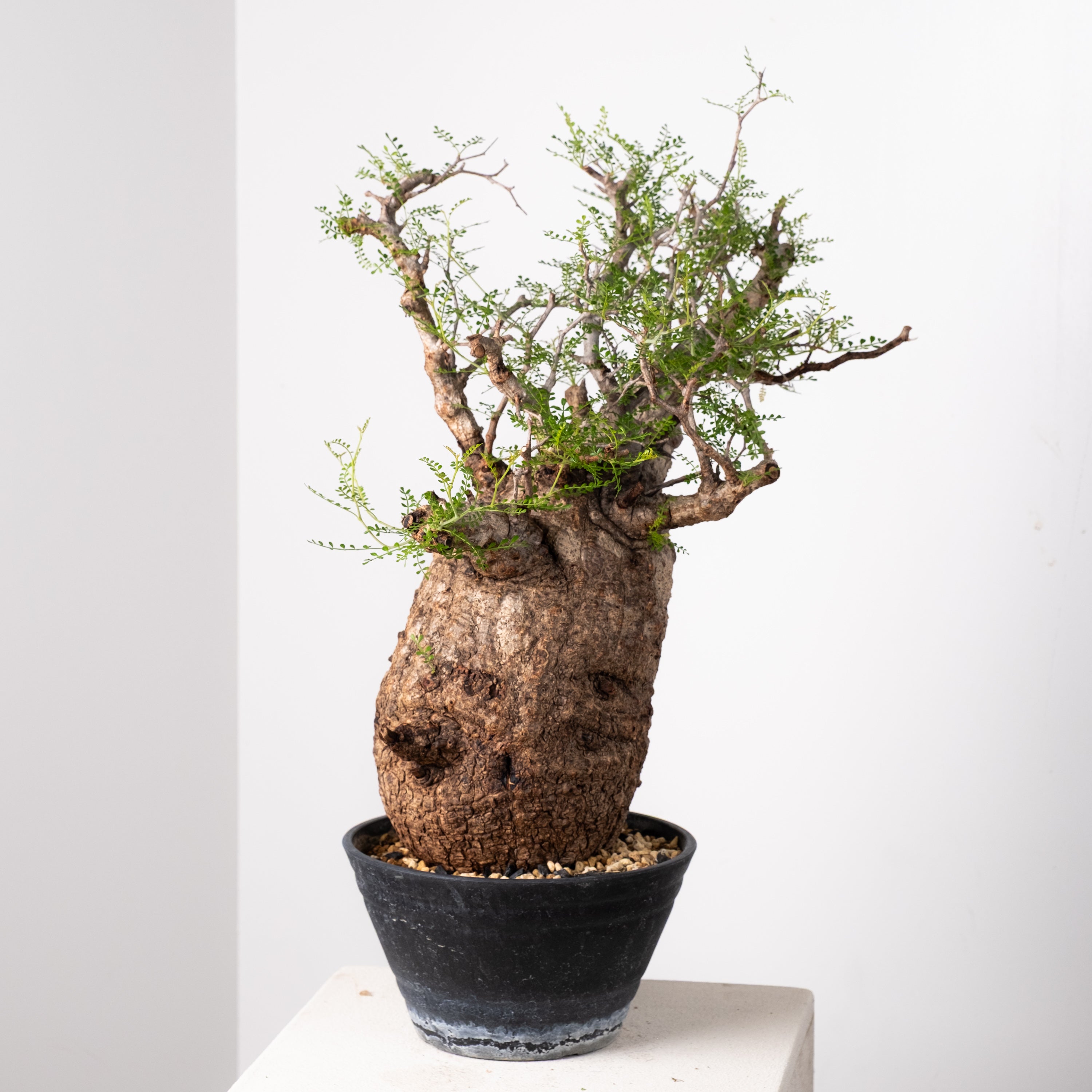 オペルクリカリア・パキプス / OPERCULICARYA PACHYPUS – 3ページ目 – KOMO