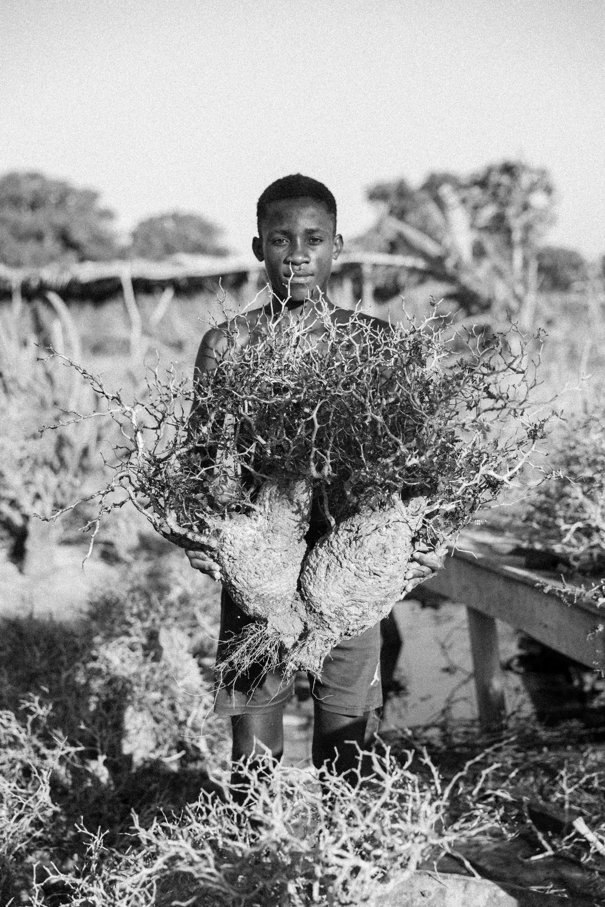 非売 Pachypodium Flower ポスター 光沢紙 額装付 グラキリス 非売 Pachypodium Flower ポスター 光沢紙 額装付 グラキリス