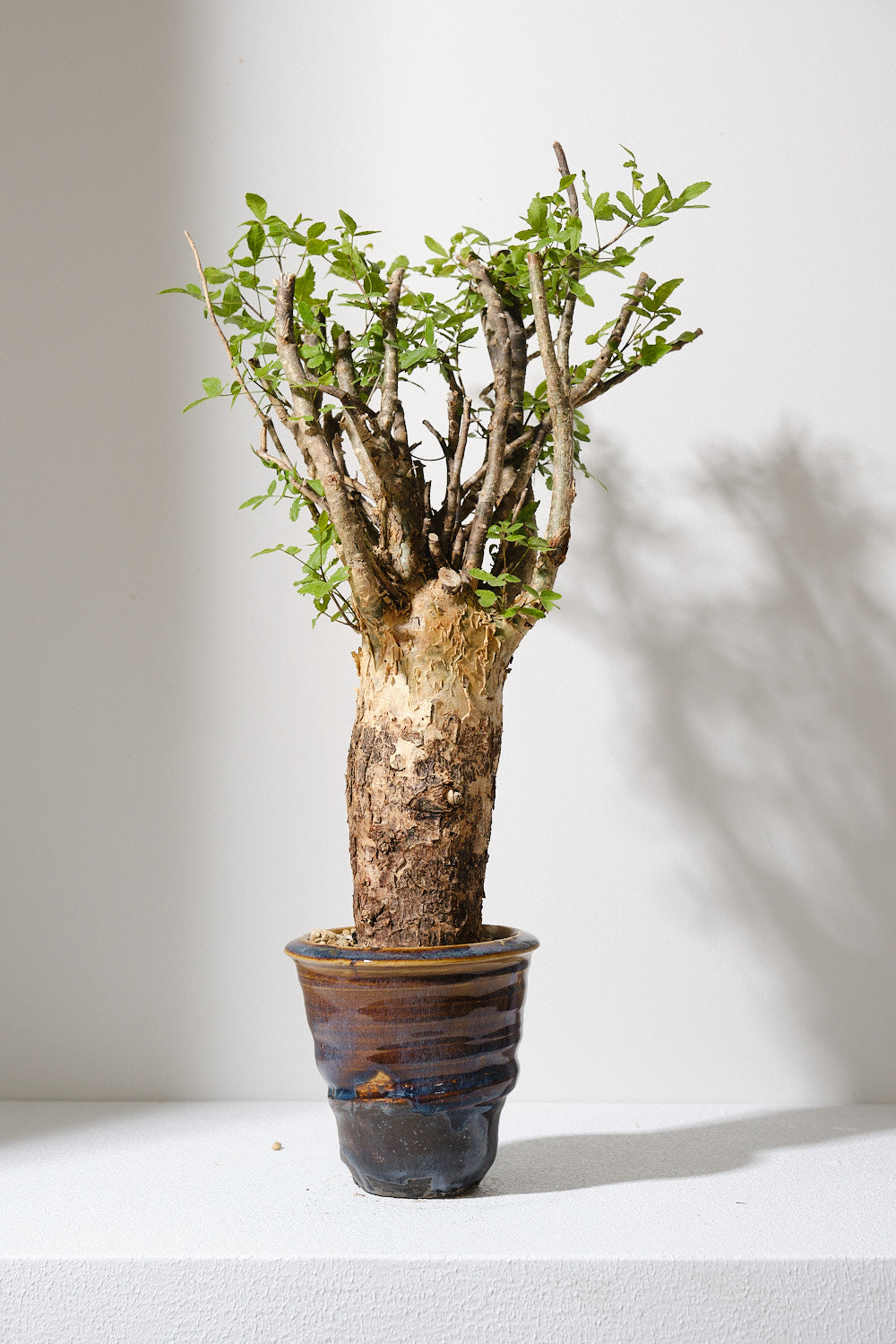 コミフォラ　フンベルティCommiphora humbertii　大株　発根済み コミフォラ フンベルティCommiphora humbertii 大株 発根済み