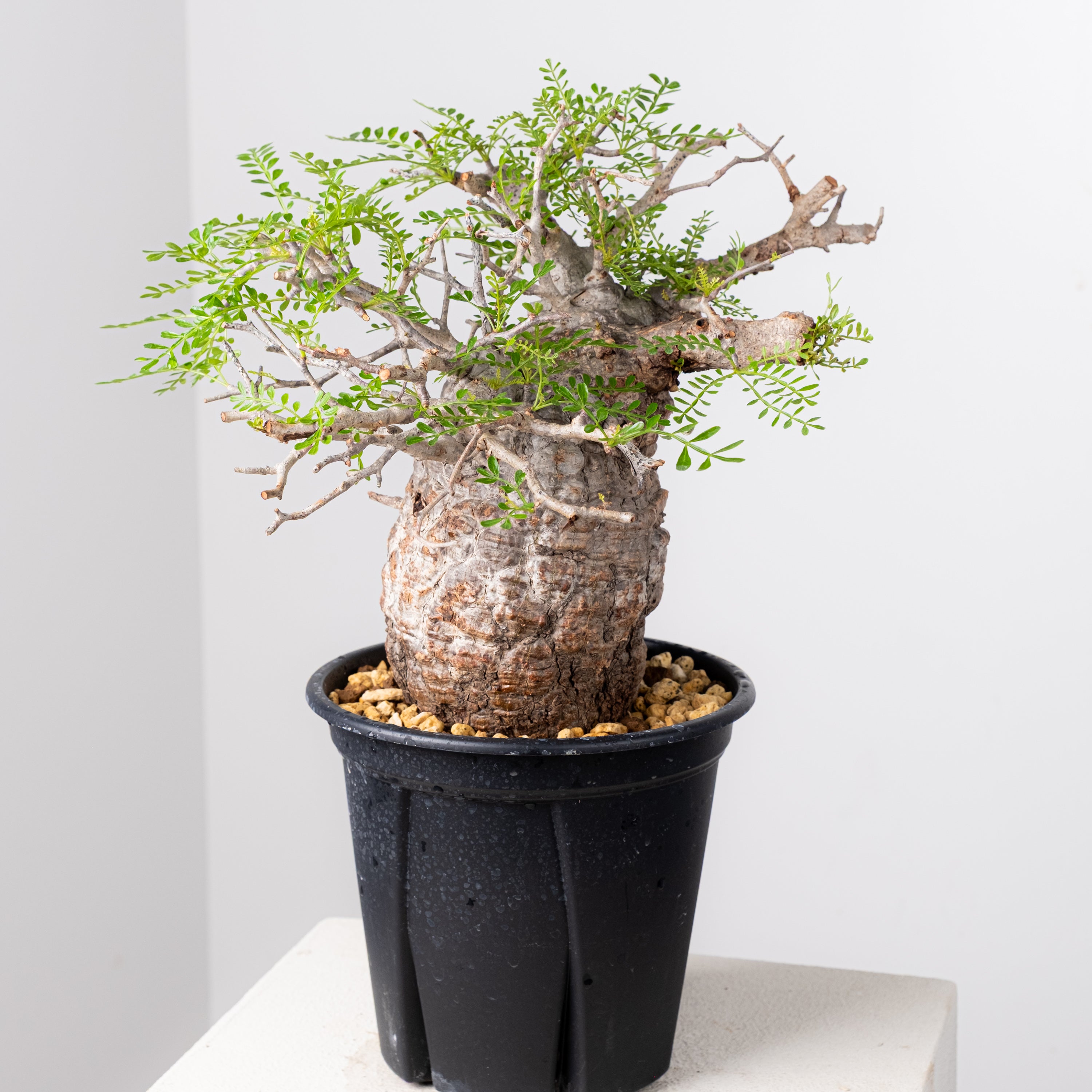 オペルクリカリア・パキプス / OPERCULICARYA PACHYPUS – KOMO