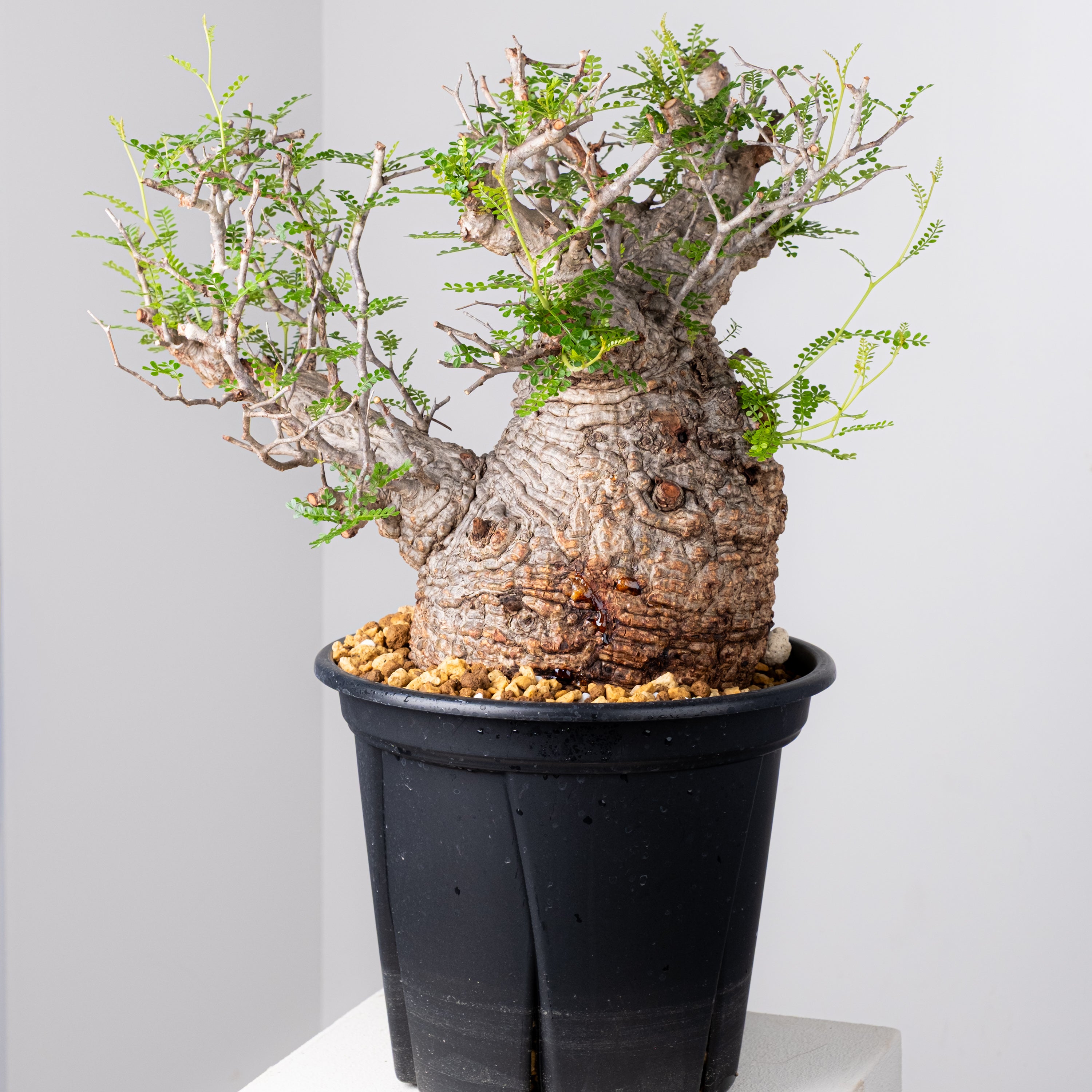 オペルクリカリア・パキプス / OPERCULICARYA PACHYPUS – KOMO