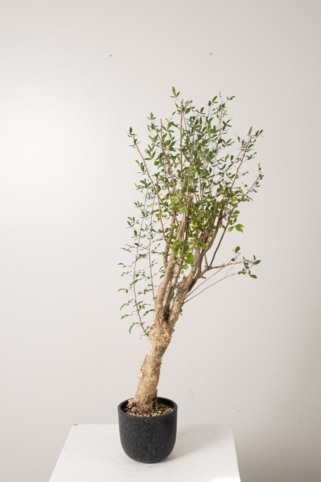 n*o様 超特大 コミフォラ フンベルティ Commiphora Humbert 7 発根済 commiphora humbertii コミフォラ フンベルティ – KOMO
