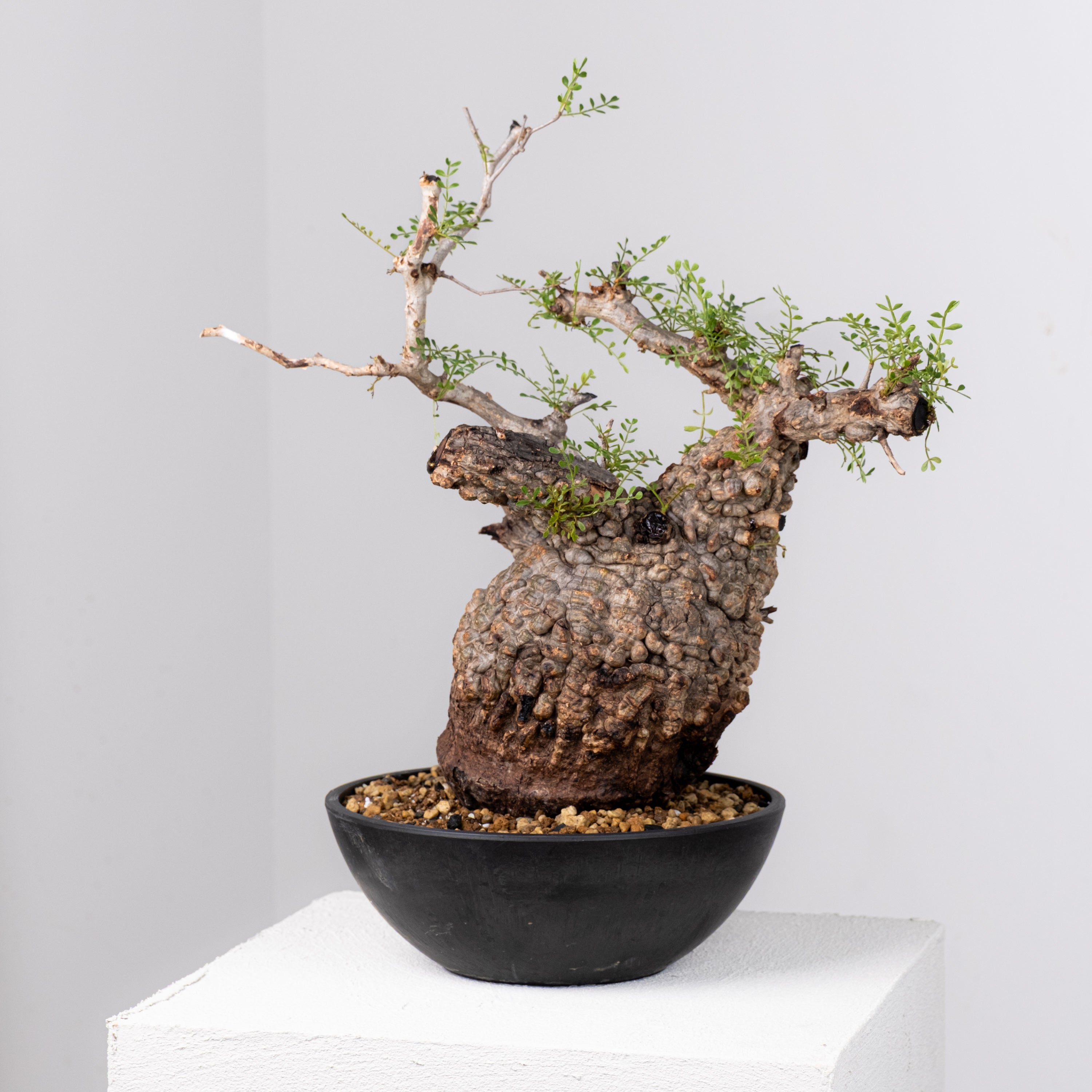 卯742 「初売りセール」オペルクリカリア　パキプス　2年株【発根株・Operculicarya pachypus・塊根植物・実生・葉落ち可能性】