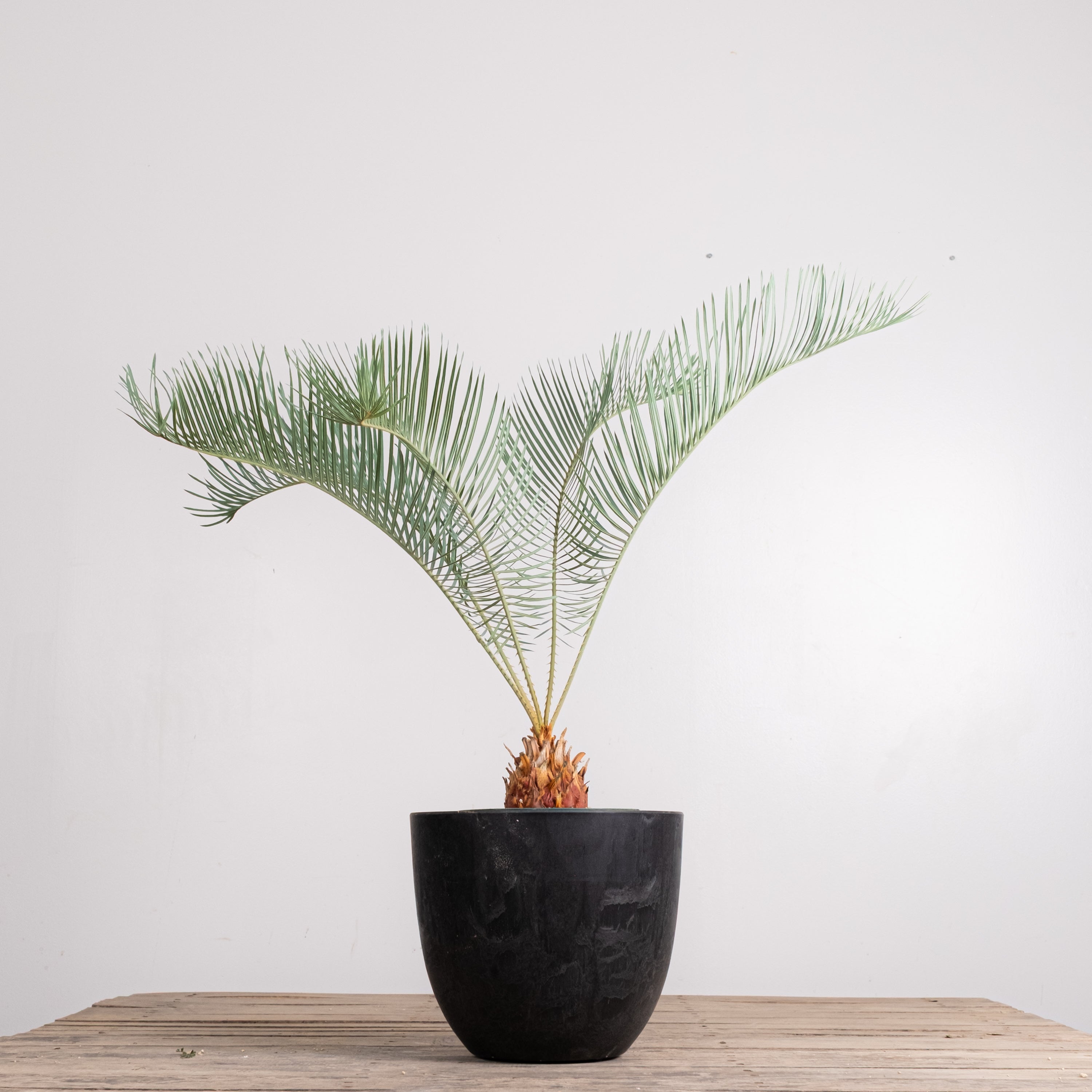 3005 発根済み サイカス カイルンシアナ Cycas cairnsiana – KOMO