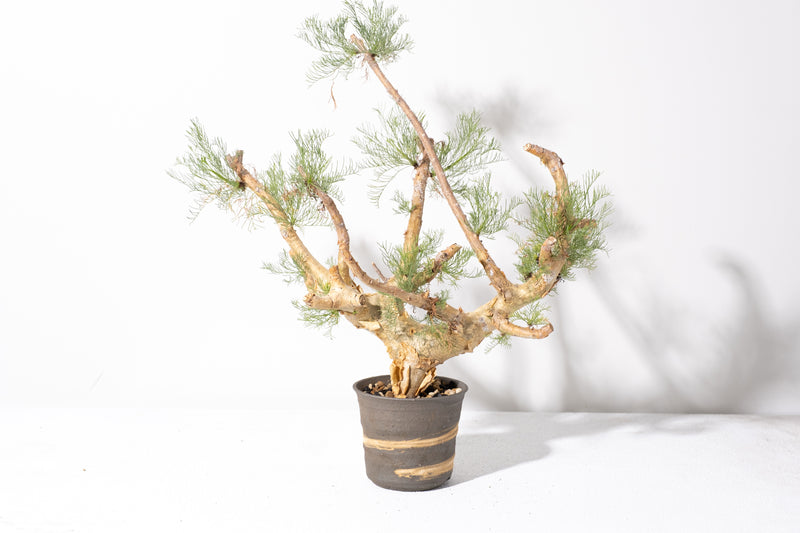 信楽焼　刷毛目　ソリ深型　植木鉢