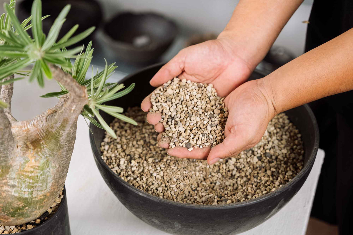 KOMO | 観葉植物・鉢の販売 | 福岡県糸島市