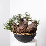 1009 発根済 Operculicarya Pachypus オペルクリカリア・パキプス