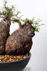 1009 発根済 Operculicarya Pachypus オペルクリカリア・パキプス