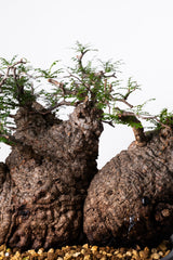 1009 発根済 Operculicarya Pachypus オペルクリカリア・パキプス