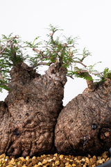 1009 発根済 Operculicarya Pachypus オペルクリカリア・パキプス