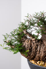 1009 発根済 Operculicarya Pachypus オペルクリカリア・パキプス