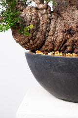 1009 発根済 Operculicarya Pachypus オペルクリカリア・パキプス