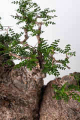 1009 発根済 Operculicarya Pachypus オペルクリカリア・パキプス