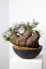 1009 発根済 Operculicarya Pachypus オペルクリカリア・パキプス