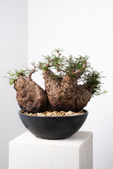 1009 発根済 Operculicarya Pachypus オペルクリカリア・パキプス