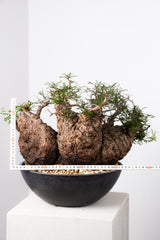 1009 発根済 Operculicarya Pachypus オペルクリカリア・パキプス