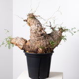 1010 発根済 Operculicarya Pachypus オペルクリカリア・パキプス