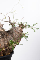 1010 発根済 Operculicarya Pachypus オペルクリカリア・パキプス