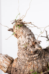 1010 発根済 Operculicarya Pachypus オペルクリカリア・パキプス