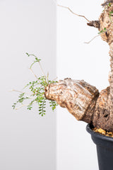 1010 発根済 Operculicarya Pachypus オペルクリカリア・パキプス