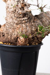1010 発根済 Operculicarya Pachypus オペルクリカリア・パキプス