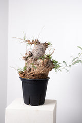 1010 発根済 Operculicarya Pachypus オペルクリカリア・パキプス