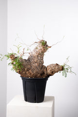 1010 発根済 Operculicarya Pachypus オペルクリカリア・パキプス