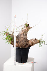 1010 発根済 Operculicarya Pachypus オペルクリカリア・パキプス