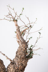 1011 発根済 Operculicarya Pachypus オペルクリカリア・パキプス