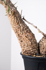 1011 発根済 Operculicarya Pachypus オペルクリカリア・パキプス