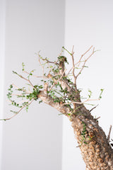 1011 発根済 Operculicarya Pachypus オペルクリカリア・パキプス