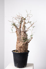 1011 発根済 Operculicarya Pachypus オペルクリカリア・パキプス