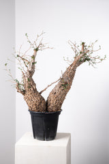 1011 発根済 Operculicarya Pachypus オペルクリカリア・パキプス