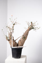 1011 発根済 Operculicarya Pachypus オペルクリカリア・パキプス