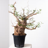 1012 発根済 Operculicarya Pachypus オペルクリカリア・パキプス