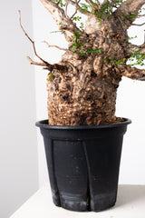 1012 発根済 Operculicarya Pachypus オペルクリカリア・パキプス