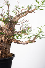 1012 発根済 Operculicarya Pachypus オペルクリカリア・パキプス