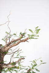 1012 発根済 Operculicarya Pachypus オペルクリカリア・パキプス