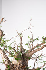 1012 発根済 Operculicarya Pachypus オペルクリカリア・パキプス