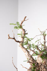 1012 発根済 Operculicarya Pachypus オペルクリカリア・パキプス