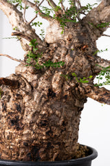 1012 発根済 Operculicarya Pachypus オペルクリカリア・パキプス