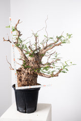 1012 発根済 Operculicarya Pachypus オペルクリカリア・パキプス