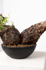 1013 発根済 Operculicarya Pachypus オペルクリカリア・パキプス