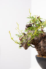 1013 発根済 Operculicarya Pachypus オペルクリカリア・パキプス