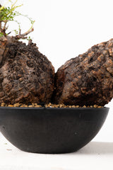 1013 発根済 Operculicarya Pachypus オペルクリカリア・パキプス