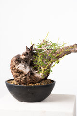 1013 発根済 Operculicarya Pachypus オペルクリカリア・パキプス