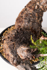 1013 発根済 Operculicarya Pachypus オペルクリカリア・パキプス