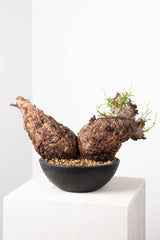 1013 発根済 Operculicarya Pachypus オペルクリカリア・パキプス