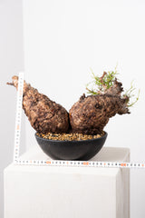 1013 発根済 Operculicarya Pachypus オペルクリカリア・パキプス