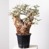 1014 発根済 Operculicarya Pachypus オペルクリカリア・パキプス